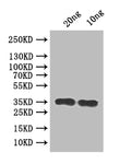 Western Blot
Positive WB detected in: recombinant protein
All lanes:RSC2 Antibody at 1:1000
Secondary
Goat polyclonal to rabbit IgG at 1/50000 dilution
Predicted band size: 32 kDa
Observed band size: 35 kDa
