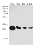 Western Blot
Positive WB detected in Recombinant protein
All lanes: Genome polyprotein antibody at 1:2000
Secondary
Goat polyclonal to rabbit IgG at 1/50000 dilution
Predicted band size: 29 kDa
Observed band size: 29 kDa