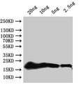 Western Blot
Positive WB detected in: recombinant protein
All lanes:secG Antibody at 1:1000
Secondary
Goat polyclonal to rabbit IgG at 1/50000 dilution
Predicted band size: 20 kDa
Observed band size: 20 kDa