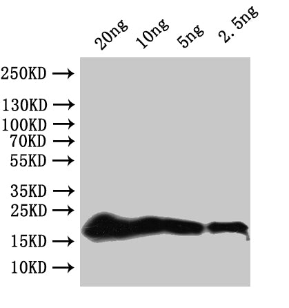 Western Blot
Positive WB detected in: recombinant protein
All lanes:secG Antibody at 1:1000
Secondary
Goat polyclonal to rabbit IgG at 1/50000 dilution
Predicted band size: 20 kDa
Observed band size: 20 kDa