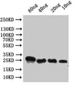 Western Blot
Positive WB detected in: recombinant protein
All lanes:Alpha-conotoxin VxXXC Antibody at 1:1000
Secondary
Goat polyclonal to rabbit IgG at 1/50000 dilution
Predicted band size: 22 kDa
Observed band size: 22 kDa