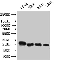 Western Blot
Positive WB detected in: recombinant protein
All lanes:Alpha-conotoxin VxXXC Antibody at 1:1000
Secondary
Goat polyclonal to rabbit IgG at 1/50000 dilution
Predicted band size: 22 kDa
Observed band size: 22 kDa