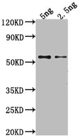 Western Blot
Positive WB detected in Recombinant protein
All lanes: GAG antibody at 1:2000
Secondary
Goat polyclonal to rabbit IgG at 1/50000 dilution
Predicted band size: 52.2 kDa
Observed band size: 51 kDa