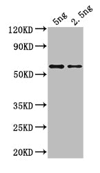 Western Blot
Positive WB detected in: recombinant protein
All lanes: gag Antibody at 1:1000
Secondary
Goat polyclonal to rabbit IgG at 1/50000 dilution
Predicted band size: 36 kDa
Observed band size: 36 kDa