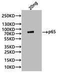 Western Blot
Positive WB detected in: recombinant protein
All lanes:P65 Antibody at 1:1000
Secondary
Goat polyclonal to rabbit IgG at 1/20000 dilution
Predicted band size: 84 kDa
Observed band size: 84 kDa