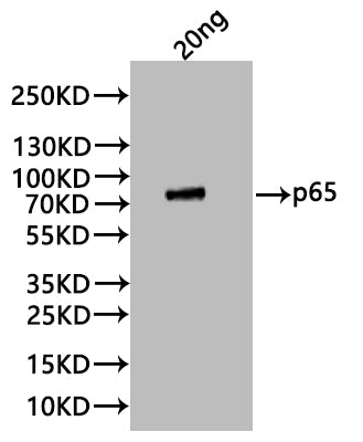 Western Blot
Positive WB detected in: recombinant protein
All lanes:P65 Antibody at 1:1000
Secondary
Goat polyclonal to rabbit IgG at 1/20000 dilution
Predicted band size: 84 kDa
Observed band size: 84 kDa