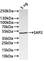 Western Blot
Positive WB detected in: recombinant protein
All lanes:SAP2 Antibody at 1:1000
Secondary
Goat polyclonal to rabbit IgG at 1/20000 dilution
Predicted band size: 42.5 kDa
Observed band size: 43 kDa