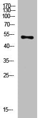 Western Blot analysis of mouse-heart cells using primary antibody diluted at 1:2000(4°C overnight). Secondary antibody:Goat Anti-rabbit IgG IRDye 800( diluted at 1:5000, 25°C, 1 hour)