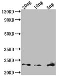 Western Blot
Positive WB detected in Recombinant protein
All lanes: Major mite allergen Der p 23 antibody at 1:2000
Secondary
Goat polyclonal to rabbit IgG at 1/50000 dilution
Predicted band size: 20 kDa
Observed band size: 23 kDa