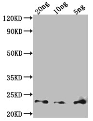 Western Blot
Positive WB detected in Recombinant protein
All lanes: Major mite allergen Der p 23 antibody at 1:2000
Secondary
Goat polyclonal to rabbit IgG at 1/50000 dilution
Predicted band size: 20 kDa
Observed band size: 23 kDa