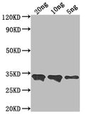 Western Blot
Positive WB detected in Recombinant protein
All lanes: CUP1-1 antibody at 1:2000
Secondary
Goat polyclonal to rabbit IgG at 1/50000 dilution
Predicted band size: 32 kDa
Observed band size: 34 kDa