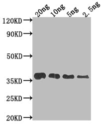 Western Blot
Positive WB detected in Recombinant protein
All lanes: F17a-A antibody at 1:2000
Secondary
Goat polyclonal to rabbit IgG at 1/50000 dilution
Predicted band size: 32.4 kDa
Observed band size: 38 kDa