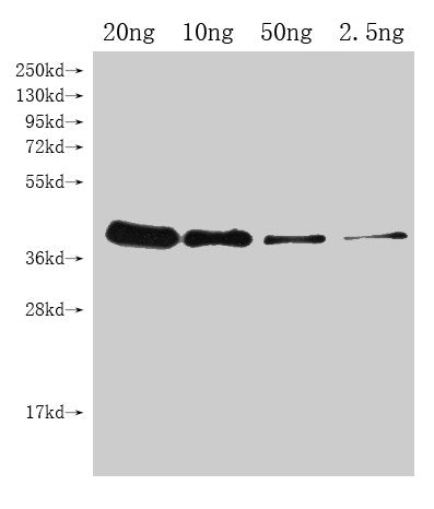 Western Blot
Positive WB detected in Recombinant protein
All lanes: UGI antibody at 1:2000
Secondary
Goat polyclonal to rabbit IgG at 1/50000 dilution
Predicted band size: 36.1 kDa
Observed band size: 38 kDa