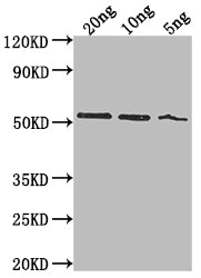 Western Blot
Positive WB detected in Recombinant protein
All lanes: lasB antibody at 1:2000
Secondary
Goat polyclonal to rabbit IgG at 1/50000 dilution
Predicted band size: 49.1 kDa
Observed band size: 52 kDa