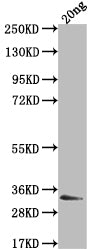 Western Blot
Positive WB detected in Recombinant protein
All lanes: EBNA3 antibody at 1:2000
Secondary
Goat polyclonal to rabbit IgG at 1/50000 dilution
Predicted band size: 22.2 kDa
Observed band size: 33 kDa