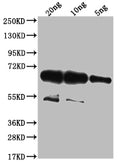 Western Blot
Positive WB detected in Recombinant protein
All lanes: wac antibody at 1:2000
Secondary
Goat polyclonal to rabbit IgG at 1/50000 dilution
Predicted band size: 67.7 kDa
Observed band size: 68 kDa