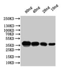 Western Blot
Positive WB detected in: recombinant protein
All lanes:Outer capsid protein VP4 Antibody at 1:1000
Secondary
Goat polyclonal to rabbit IgG at 1/50000 dilution
Predicted band size: 31.4 kDa
Observed band size:32 kDa
