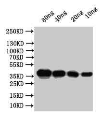 Western Blot
Positive WB detected in: recombinant protein
All lanes:Outer capsid protein VP4 Antibody at 1:1000
Secondary
Goat polyclonal to rabbit IgG at 1/50000 dilution
Predicted band size: 31.4 kDa
Observed band size:32 kDa
