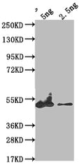 Western Blot
Positive WB detected in Recombinant protein
All lanes: eta antibody at 1:2000
Secondary
Goat polyclonal to rabbit IgG at 1/50000 dilution
Predicted band size: 39.9 kDa
Observed band size: 48 kDa