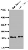 Western Blot
Positive WB detected in: Rat Heart tissue, Rat Brain tissue
All lanes: Fgf2 antibody at 1:1000
Secondary
Goat polyclonal to rabbit IgG at 1/50000 dilution
Predicted band size: 18 kDa
Observed band size: 18 kDa