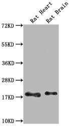 Western Blot
Positive WB detected in: Rat Heart tissue, Rat Brain tissue
All lanes: Fgf2 antibody at 1:1000
Secondary
Goat polyclonal to rabbit IgG at 1/50000 dilution
Predicted band size: 18 kDa
Observed band size: 18 kDa