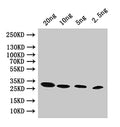 Western Blot
Positive WB detected in: recombinant protein
All lanes:pac Antibody at 1:1000
Secondary
Goat polyclonal to rabbit IgG at 1/50000 dilution
Predicted band size: 25 kDa
Observed band size: 25 kDa