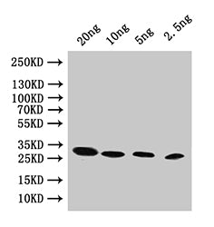 Western Blot
Positive WB detected in: recombinant protein
All lanes:pac Antibody at 1:1000
Secondary
Goat polyclonal to rabbit IgG at 1/50000 dilution
Predicted band size: 25 kDa
Observed band size: 25 kDa