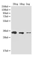 Western Blot
Positive WB detected in Recombinant protein
All lanes: Abrin-a antibody at 1:2000
Secondary
Goat polyclonal to rabbit IgG at 1/50000 dilution
Predicted band size: 33 kDa
Observed band size: 33 kDa