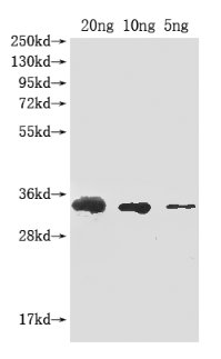 Western Blot
Positive WB detected in Recombinant protein
All lanes: Abrin-a antibody at 1:2000
Secondary
Goat polyclonal to rabbit IgG at 1/50000 dilution
Predicted band size: 33 kDa
Observed band size: 33 kDa