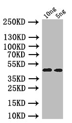 Western Blot
Positive WB detected in: recombinant protein
All lanes: oprI Antibody at 1:1000
Secondary
Goat polyclonal to rabbit IgG at 1/50000 dilution
Predicted band size: 40 kDa
Observed band size: 40 kDa