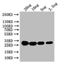 Western Blot
Positive WB detected in: recombinant protein
All lanes: HN Antibody at 1:1000
Secondary
Goat polyclonal to rabbit IgG at 1/50000 dilution
Predicted band size: 31 kDa
Observed band size: 31 kDa