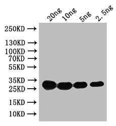 Western Blot
Positive WB detected in: recombinant protein
All lanes: HN Antibody at 1:1000
Secondary
Goat polyclonal to rabbit IgG at 1/50000 dilution
Predicted band size: 31 kDa
Observed band size: 31 kDa