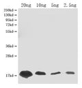 Western Blot
Positive WB detected in Recombinant protein
All lanes: Barstar (Ribonuclease inhibitor) antibody at 1:2000
Secondary
Goat polyclonal to rabbit IgG at 1/50000 dilution
Predicted band size: 16 kDa
Observed band size: 16 kDa