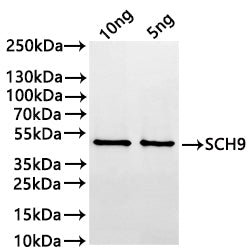Western Blot
Positive WB detected in: recombinant protein
All lanes:SCH9 Antibody at 1:1000
Secondary
Goat polyclonal to rabbit IgG at 1/20000 dilution
Predicted band size: 40.6 kDa
Observed band size: 41 kDa