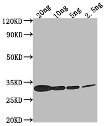 Western Blot
Positive WB detected in Recombinant protein
All lanes: Miraculin antibody at 1:2000
Secondary
Goat polyclonal to rabbit IgG at 1/50000 dilution
Predicted band size: 24.9 kDa
Observed band size: 30 kDa