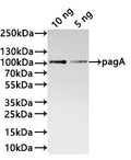Western Blot
Positive WB detected in: recombinant protein
All lanes:pagA Antibody at 1:1000
Secondary
Goat polyclonal to rabbit IgG at 1/20000 dilution
Predicted band size: 89.6 kDa
Observed band size: 90 kDa