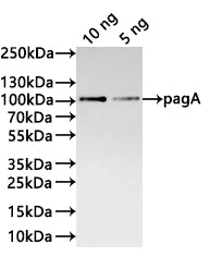 Western Blot
Positive WB detected in: recombinant protein
All lanes:pagA Antibody at 1:1000
Secondary
Goat polyclonal to rabbit IgG at 1/20000 dilution
Predicted band size: 89.6 kDa
Observed band size: 90 kDa