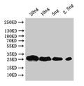 Western Blot
Positive WB detected in: recombinant protein
All lanes:faeG Antibody at 1:1000
Secondary
Goat polyclonal to rabbit IgG at 1/50000 dilution
Predicted band size: 29.6 kDa
Observed band size: 28 kDa