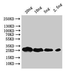 Western Blot
Positive WB detected in: recombinant protein
All lanes:faeG Antibody at 1:1000
Secondary
Goat polyclonal to rabbit IgG at 1/50000 dilution
Predicted band size: 29.6 kDa
Observed band size: 28 kDa