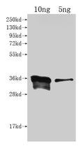 Western Blot
Positive WB detected in Recombinant protein
All lanes: cyp102A1 antibody at 1:2000
Secondary
Goat polyclonal to rabbit IgG at 1/50000 dilution
Predicted band size: 34.2 kDa
Observed band size: 36 kDa