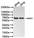 Western Blot
Positive WB detected in: recombinant protein
All lanes:env Antibody at 1:1000
Secondary
Goat polyclonal to rabbit IgG at 1/20000 dilution
Predicted band size: 59.9 kDa
Observed band size: 60 kDa