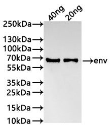 Western Blot
Positive WB detected in: recombinant protein
All lanes:env Antibody at 1:1000
Secondary
Goat polyclonal to rabbit IgG at 1/20000 dilution
Predicted band size: 59.9 kDa
Observed band size: 60 kDa