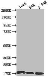 Western Blot
Positive WB detected in Recombinant protein
All lanes: S antibody at 1:2000
Secondary
Goat polyclonal to rabbit IgG at 1/50000 dilution
Predicted band size: 17.2 kDa
Observed band size: 17 kDa