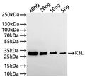 Western Blot
Positive WB detected in: recombinant protein
All lanes:K3L Antibody at 1:1000
Secondary
Goat polyclonal to rabbit IgG at 1/20000 dilution
Predicted band size: 23.5 kDa
Observed band size: 27 kDa