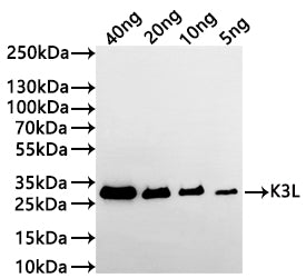 Western Blot
Positive WB detected in: recombinant protein
All lanes:K3L Antibody at 1:1000
Secondary
Goat polyclonal to rabbit IgG at 1/20000 dilution
Predicted band size: 23.5 kDa
Observed band size: 27 kDa