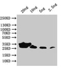 Western Blot
Positive WB detected in: recombinant protein
All lanes:env Antibody at 1:1000
Secondary
Goat polyclonal to rabbit IgG at 1/50000 dilution
Predicted band size: 29 kDa
Observed band size: 29 kDa