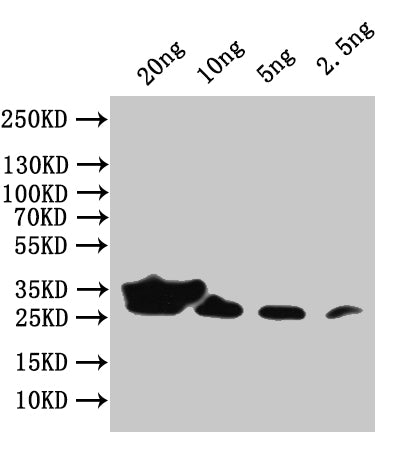 Western Blot
Positive WB detected in: recombinant protein
All lanes:env Antibody at 1:1000
Secondary
Goat polyclonal to rabbit IgG at 1/50000 dilution
Predicted band size: 29 kDa
Observed band size: 29 kDa