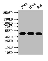 Western Blot
Positive WB detected in: recombinant protein
All lanes: N Antibody at 1:1000
Secondary
Goat polyclonal to rabbit IgG at 1/50000 dilution
Predicted band size: 44 kDa
Observed band size: 44 kDa