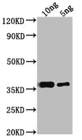 Western Blot
Positive WB detected in Recombinant protein
All lanes: RPB10 antibody at 1:2000
Secondary
Goat polyclonal to rabbit IgG at 1/50000 dilution
Predicted band size: 34.8 kDa
Observed band size: 38 kDa