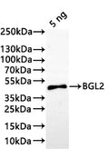 Western Blot
Positive WB detected in: recombinant protein
All lanes:BGL2 Antibody at 1:1000
Secondary
Goat polyclonal to rabbit IgG at 1/20000 dilution
Predicted band size: 38.6 kDa
Observed band size: 39 kDa